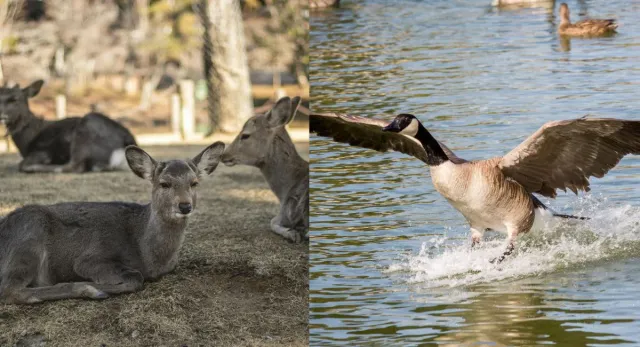 up-jungle-safari-opens-at-todor-reserve-national-park-heres-how-to-book-online-tickets