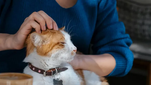 alimony-for-cats-court-orders-man-to-fund-exwifes-pets-for-years-after-divorce