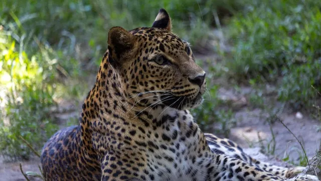 pune-13-year-old-boy-killed-in-leopard-attack-in-shirur-villagers-set-forest-department-office-on-fire