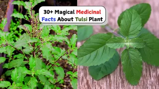 30+ Magical Medicinal Facts About Tulsi (Basil) Plant For Everyday Use