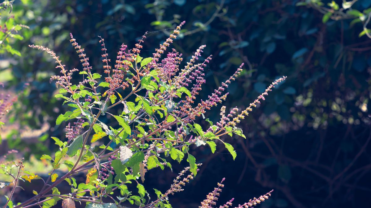 medicinal facts  and health benefits of tulsi basil plant (1)