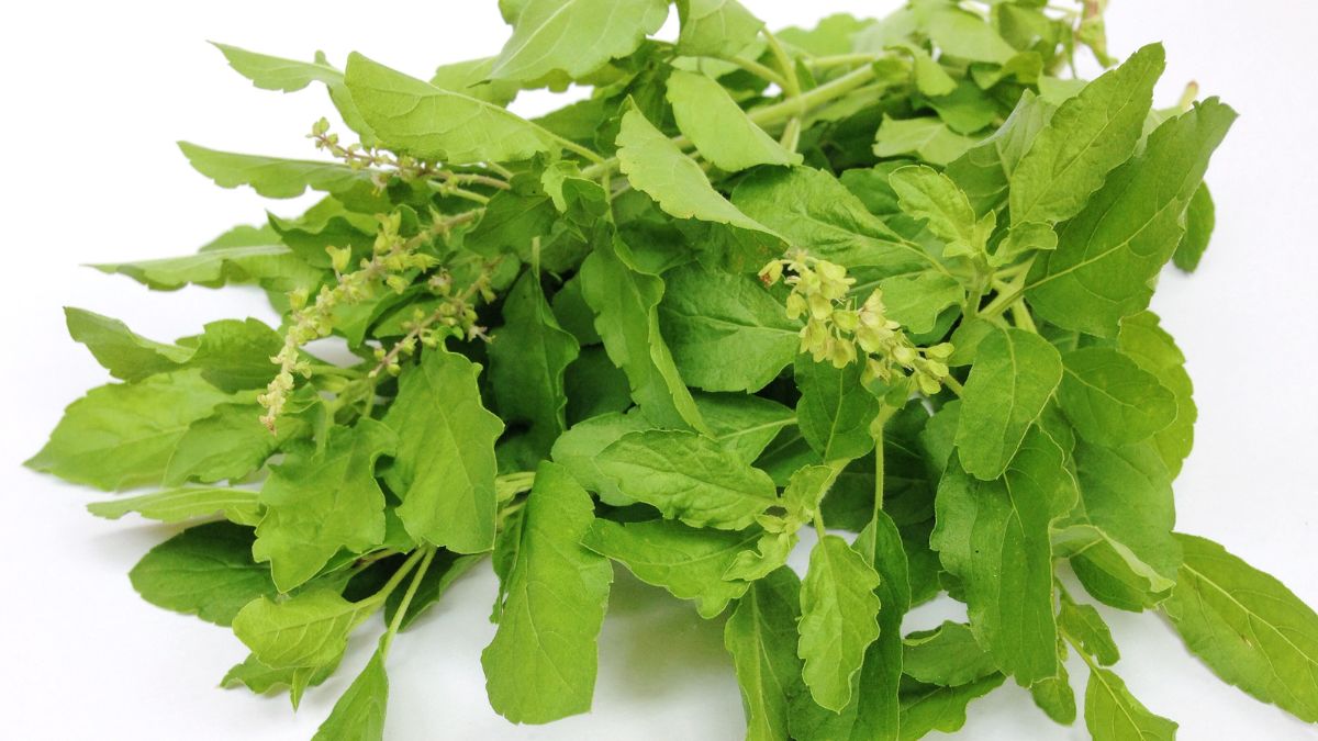 medicinal facts  and health benefits of tulsi basil plant (2)