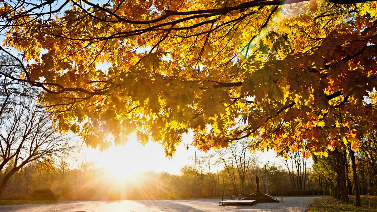 why sunlight feels softer and golden  in autumn season (1)