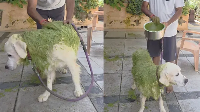 hara-bhara-labrador-bengaluru-man-gives-dog-a-desi-bath-with-neem-turmeric-and-curd-internet-reacts-hilariously-video