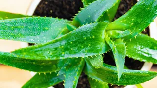 How To Grow Aloe Vera In Your Balcony Garden In 6 Easy Steps