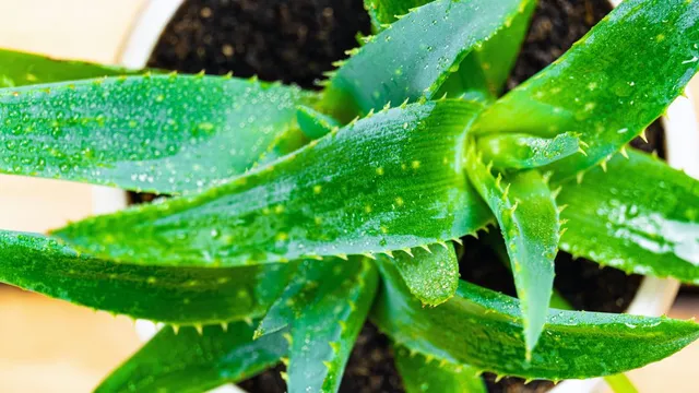 how-to-grow-aloe-vera-in-your-balcony-garden-in-6-easy-steps
