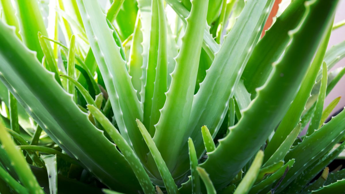 Grow Aloe Vera At Balcony Garden