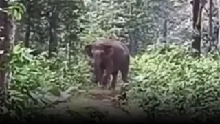 ‘Babu, Jao Jungle Me Jaao’: Chhattisgarh Man Sweetly Sends Baby Elephant Back To Forest, Internet Can’t Stop Smiling | VIDEO