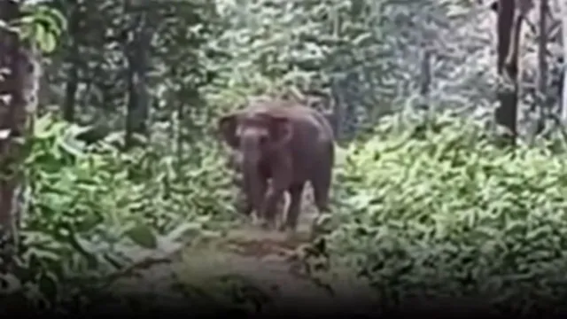 babu-jao-jungle-me-jaao-chhattisgarh-man-sweetly-sends-baby-elephant-back-to-forest-internet-cant-stop-smiling-video