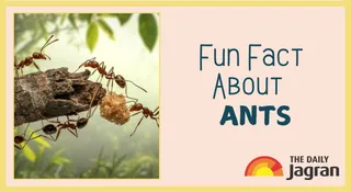 What Is A Group Of Ants Called? Check Out The Correct Term And Its Fascinating Origin | Fun Fact