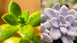 6 Indoor Succulents That’ll Turn Your Home Into A Mini Desert Oasis