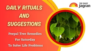 Shanivar Ke Upay: Do These 4 Easy Peepal Tree Remedies Every Saturday To Overcome Challenges