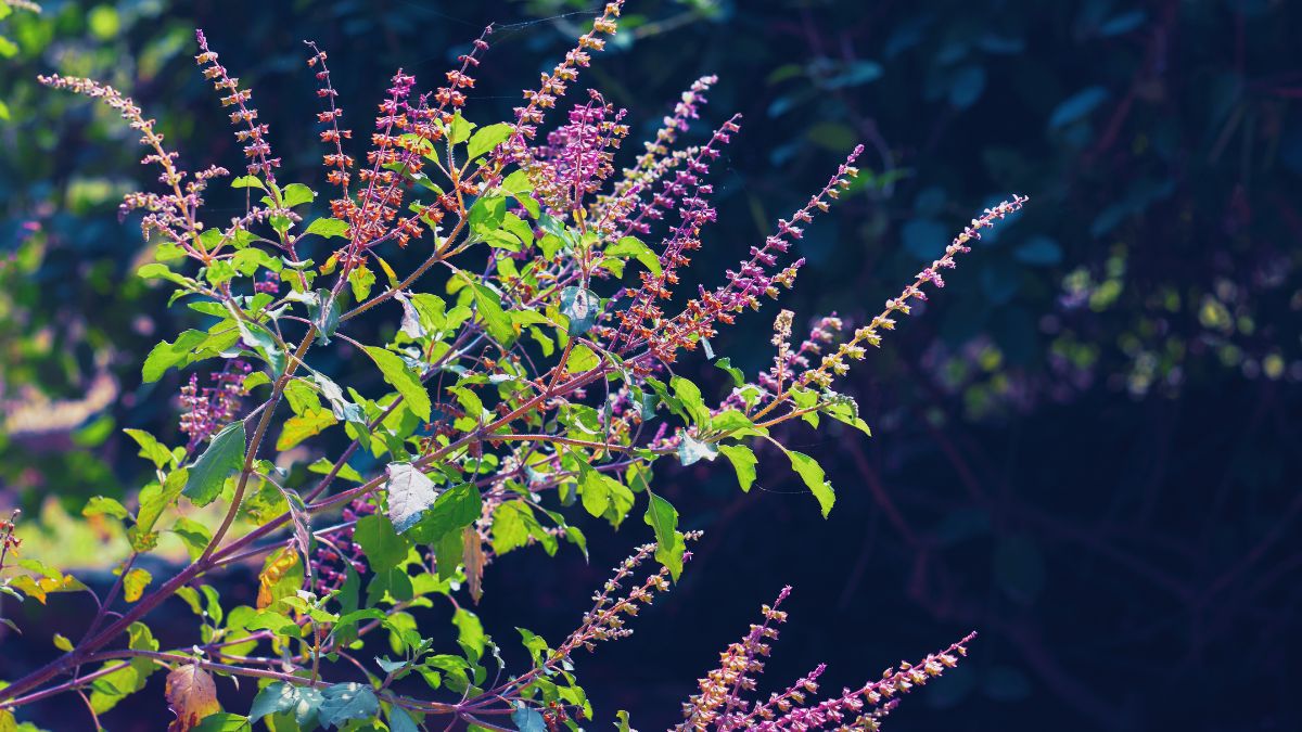 tulsi-remedies-utpanna-ekadashi