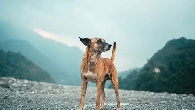 madhya-pradesh-stray-dog-attacks-12-villagers-in-khandwa-nine-hospitalised-after-bite-injuries