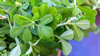 Grow Fresh Methi On Your Balcony In Just 20 Days; A Step-By-Step Beginner’s Guide