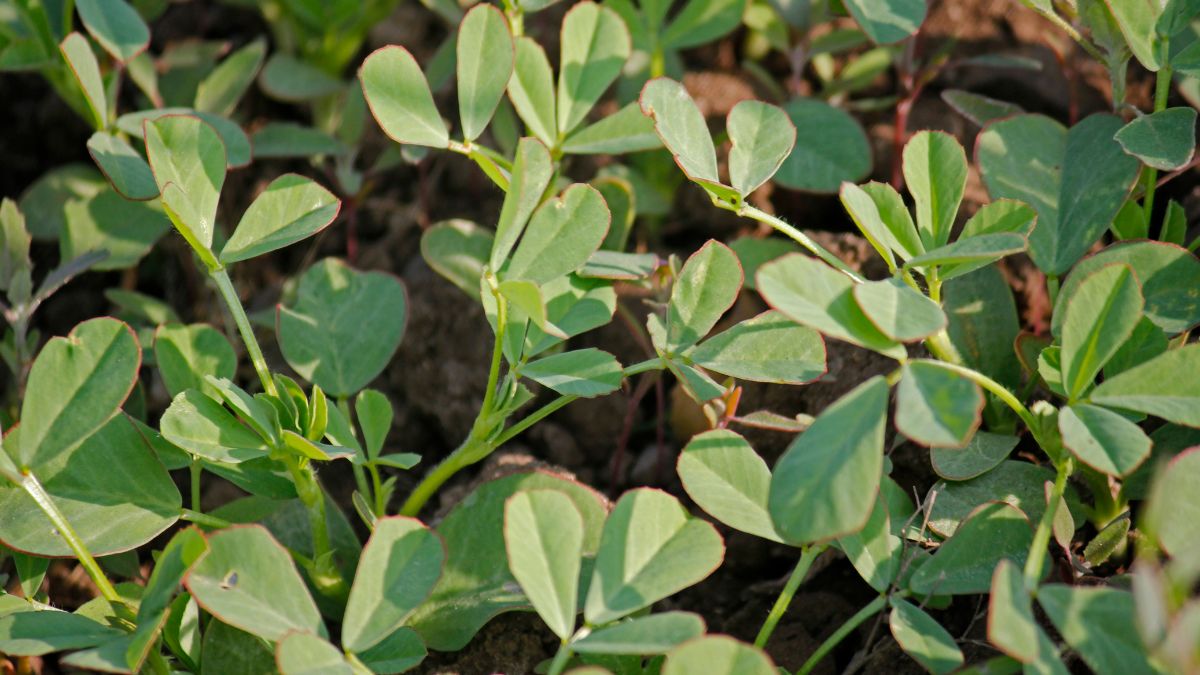 Methi Growing Tips On Balcony
