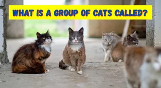 What Is A Group Of Cats Called? Know The Correct Term And Its Fascinating Origin