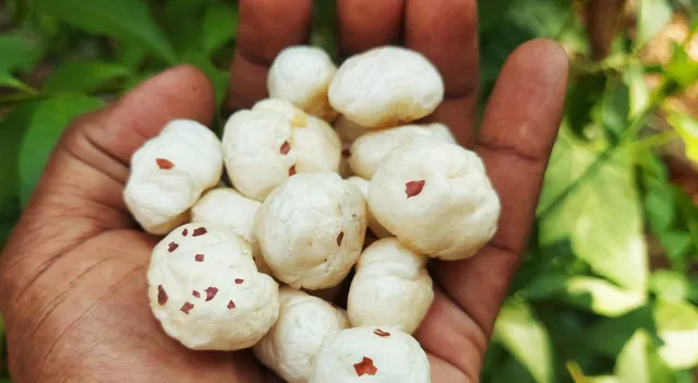 do-you-know-what-your-healthy-makhana-is-made-from-find-out-here