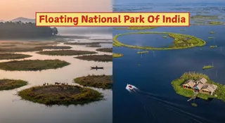 Which Is The Only Floating National Park In The World? Know The Interesting Story Of Keibul Lamjao