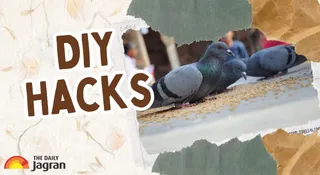 Pigeon Control DIY Hacks: Simple Tricks To Keep Your Balcony Clean, Safe And Bird-Free