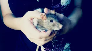 Chinese Woman’s Weight-Loss Diet Goes Viral, Loses 14kg In 35 Days After Hunting, Skinning And Eating 50 Rats