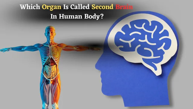 which-organ-is-called-second-brain-in-human-body-find-out-its-role