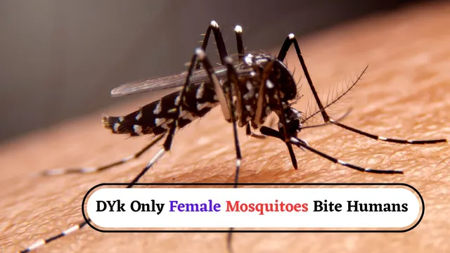 did-you-know-only-female-mosquitoes-bite-humans-and-not-males-heres-what-you-should-know