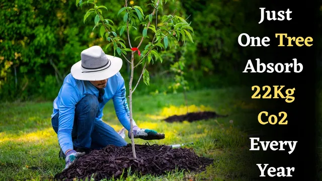 did-you-know-planting-just-one-tree-can-absorb-around-22-kg-of-carbon-dioxide-in-a-year