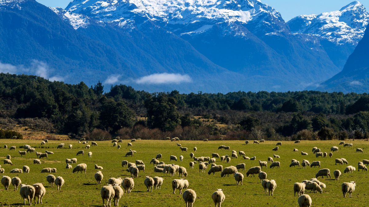 country with no neighbour country within 1600 km area loneliest country New Zealand (3)