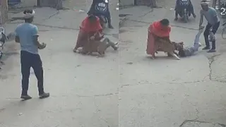 Viral Video: Pitbull Drags And Bites 6-Year-Old Boy In Delhi; Internet Expresses Shock And Anger
