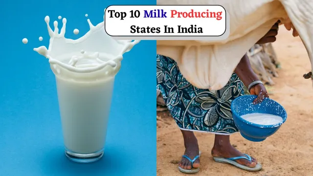 top-10-milk-producing-states-in-india-uttar-pradesh-rajasthan-and-more-national-milk-day-2025