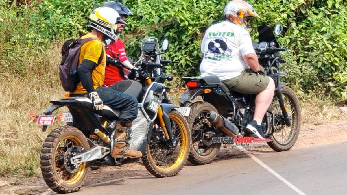 ElectricHimalayanSpied2