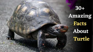 30+ Interesting Facts About Slow Yet Smart Creature Turtle| Turtle Adoption Day 2025
