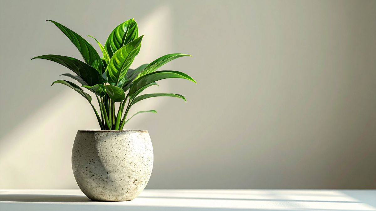 Bedroom Plants For Sleep