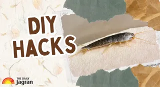 5 DIY Hacks To Get Rid Of Silverfish Insects Quickly From Your Home