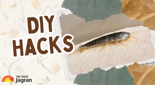 diy-hacks-to-get-rid-of-silverfish-insects-quickly-from-your-home
