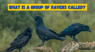 What Is A Group Of Ravens Called? Know The Significance Behind The Term