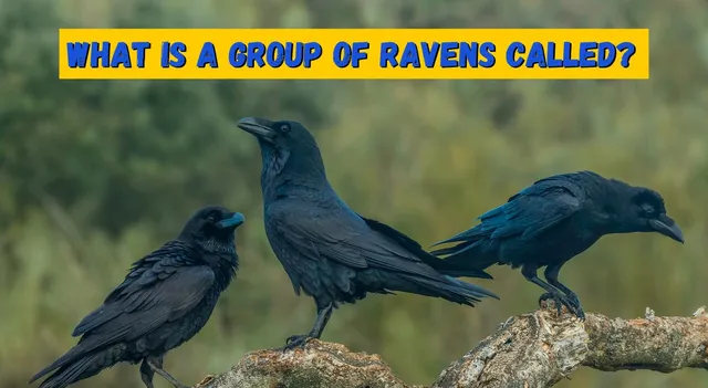 what-is-a-group-of-ravens-called-know-the-significance-behind-the-term