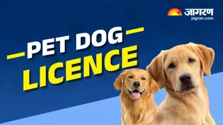 Lucknow: Civic Authorities Tightens Pet Ownership Rules; Check How To Apply For A Dog Licence And More
