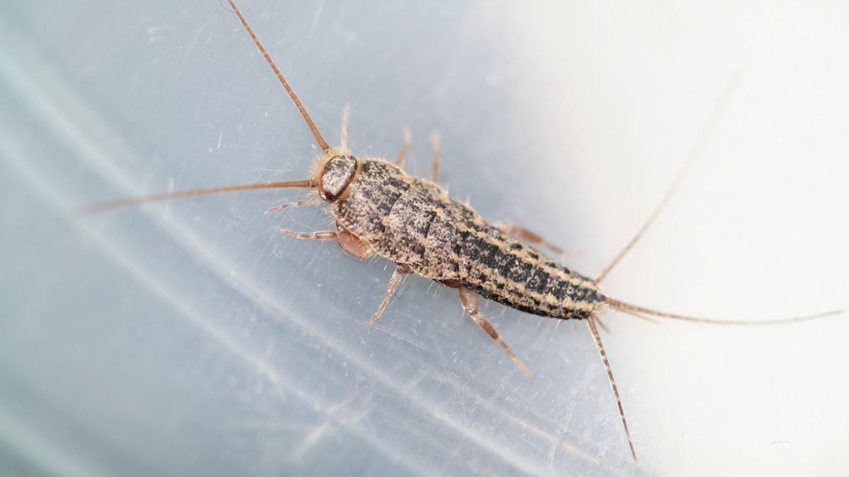 DIY Hacks To Remove Silverfish