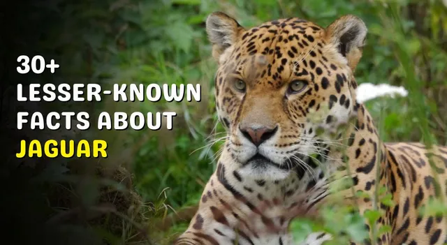 international-jaguar-day-2025-check-out-lesser-known-facts-about-this-majestic-feline