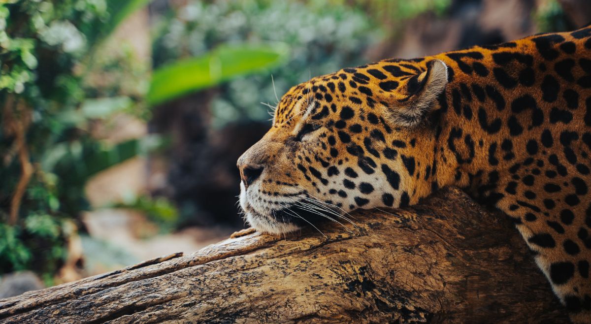 happy international jaguar day