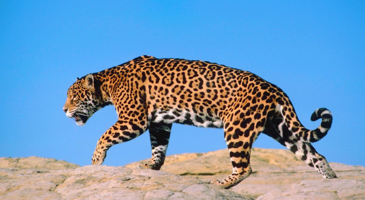jaguar facts