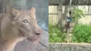 Brazil Zoo Tragedy: Teen With Schizophrenia Killed by Lioness After Scaling 6-Metre Wall; Horrified Visitors Capture Attack On Video