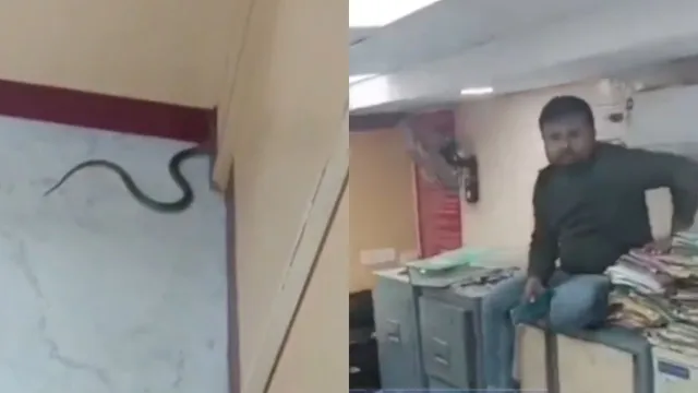snake-spotted-inside-punjab-national-bank-sparks-major-panic-employees-stand-on-tables-for-safety-in-viral-video