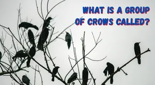 What Do You Call A Group Of Crows? Know Significance And Origin Of The Term