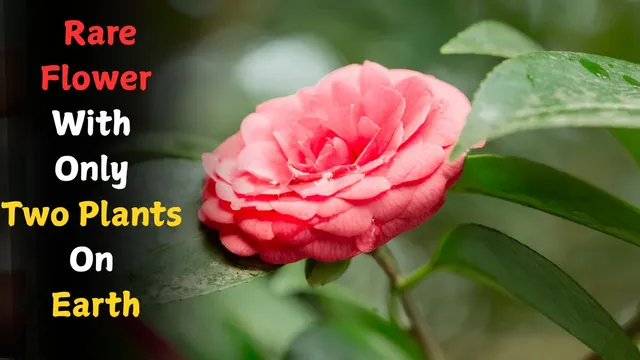 do-you-know-this-rare-flower-blooms-on-only-two-plants-in-the-world-name-meaning-features-and-more