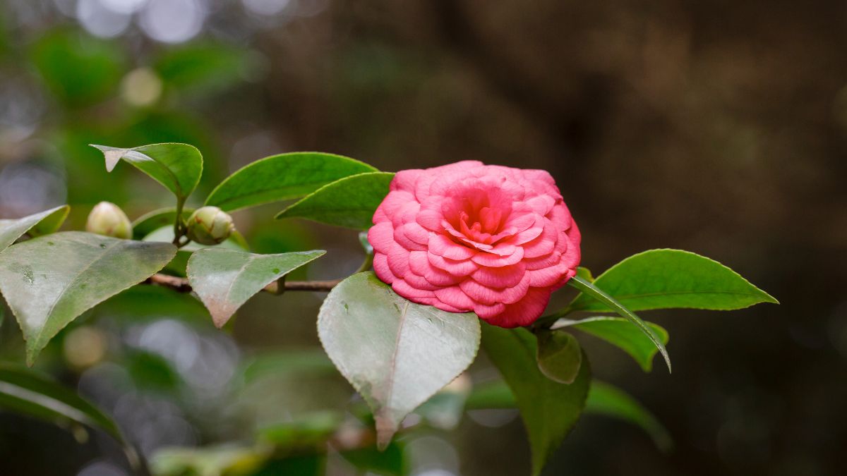 which rare flower blooms only on two plants on earth (1)