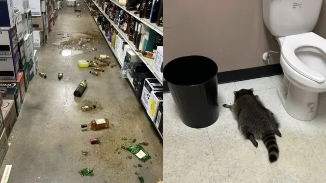 raccoon-crashes-into-virginia-liquor-shop-drinks-whisky-and-passes-out-in-bathroom-viral-post-rules-the-internet