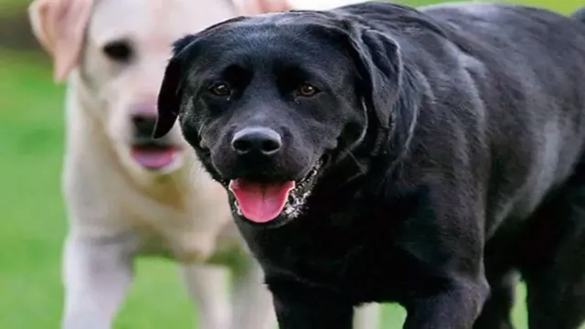 rishikesh-municipal-corp-mandates-dog-registration-rs-20k-fine-for-banned-breeds-token-system-introduced